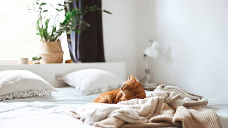 how to care for an indoor cat