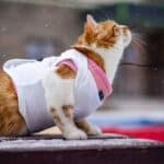 how to choose cat gear