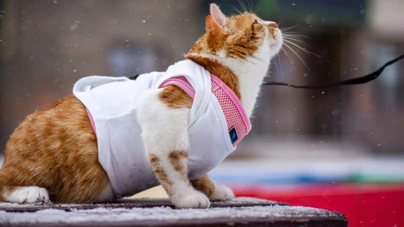 how to choose cat gear