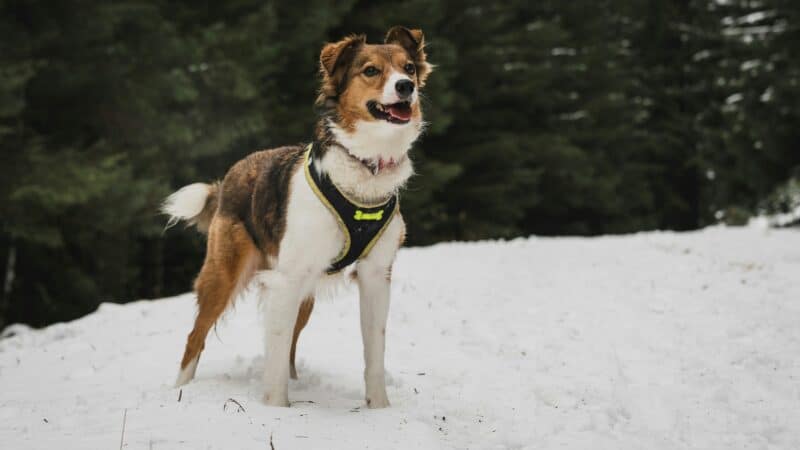how to choose dog gear