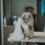 how to groom a cat