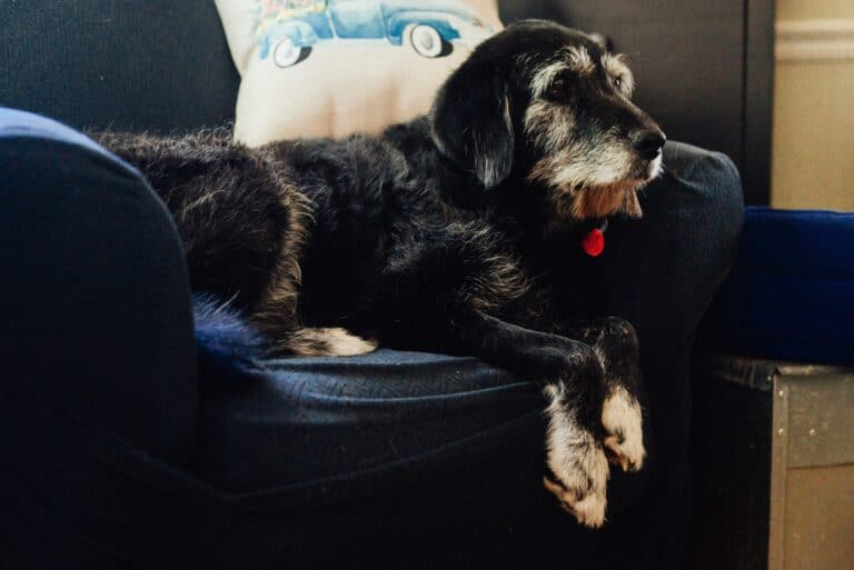 how to help senior dog arthritis