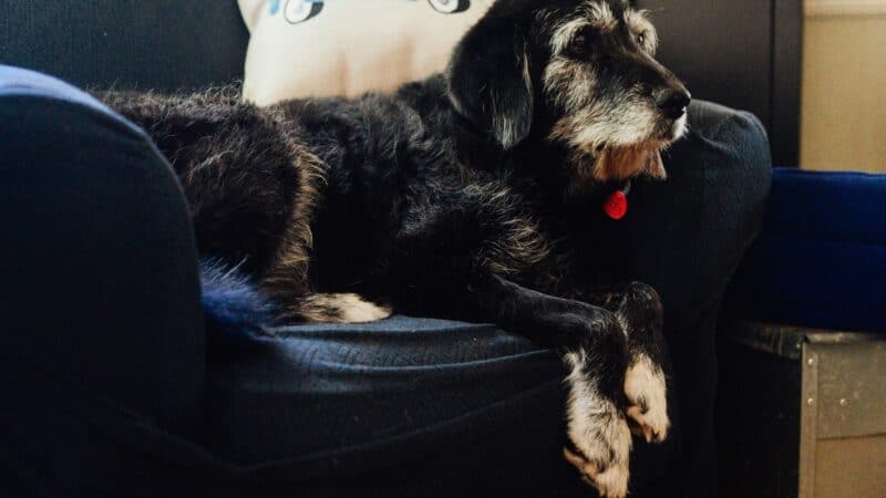 how to help senior dog arthritis