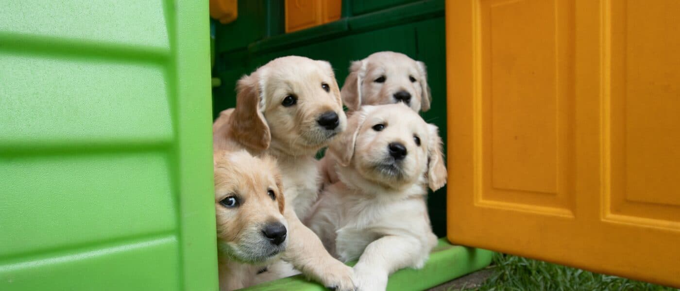 How to Socialize Your New Puppy