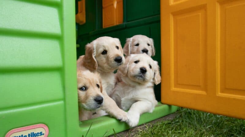 how to introduce a puppy