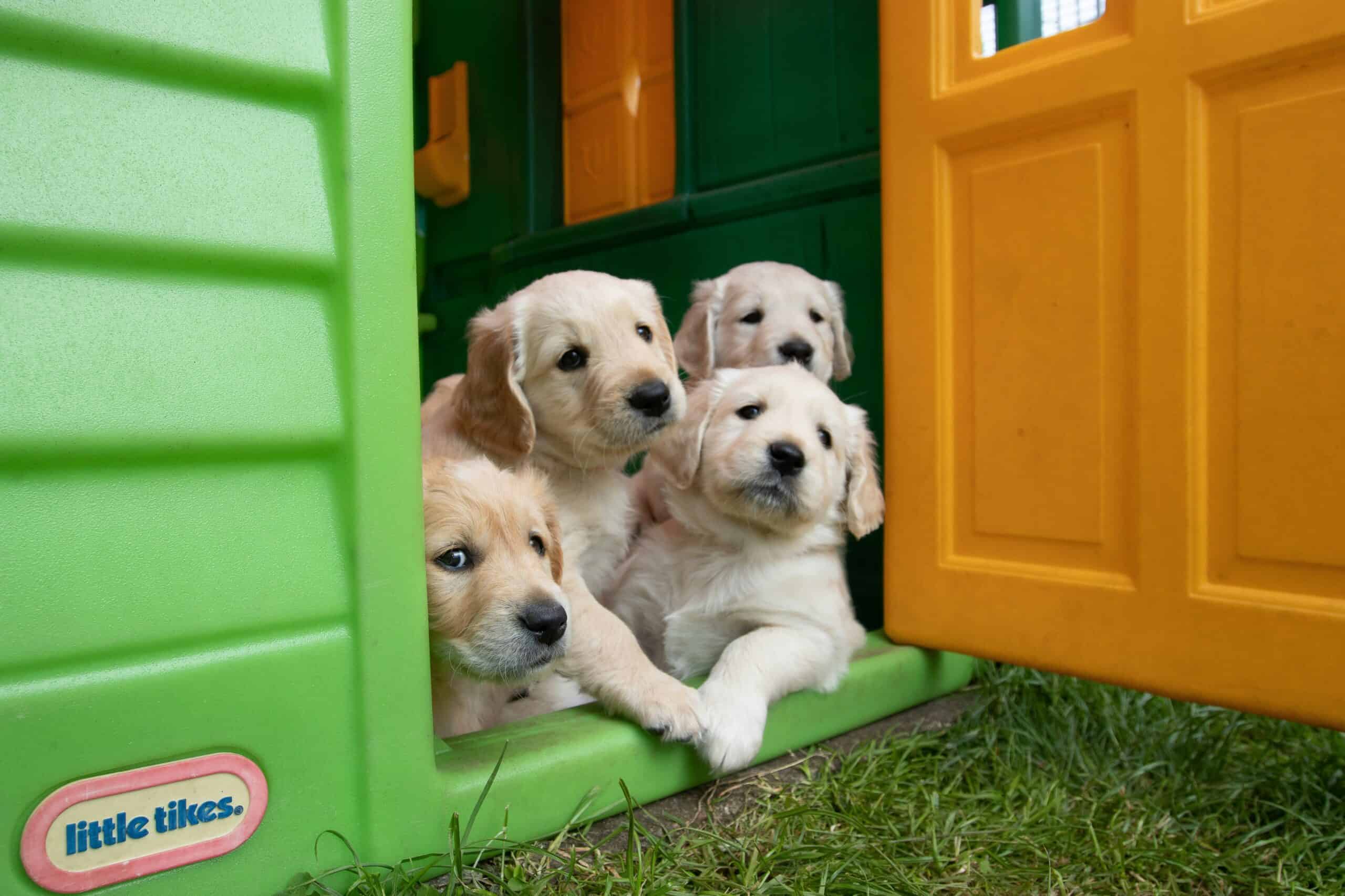 How to Socialize Your New Puppy