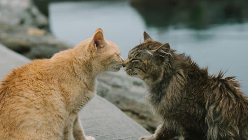 how to introduce two cats