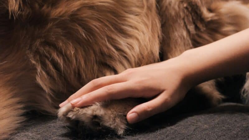 how to massage a senior dog