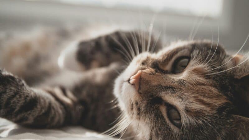 how to mentally stimulate a cat