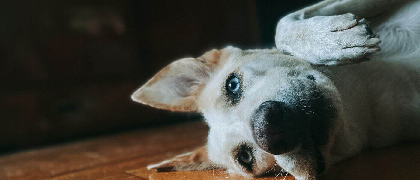 How to Mentally Stimulate a Dog: Beat Boredom