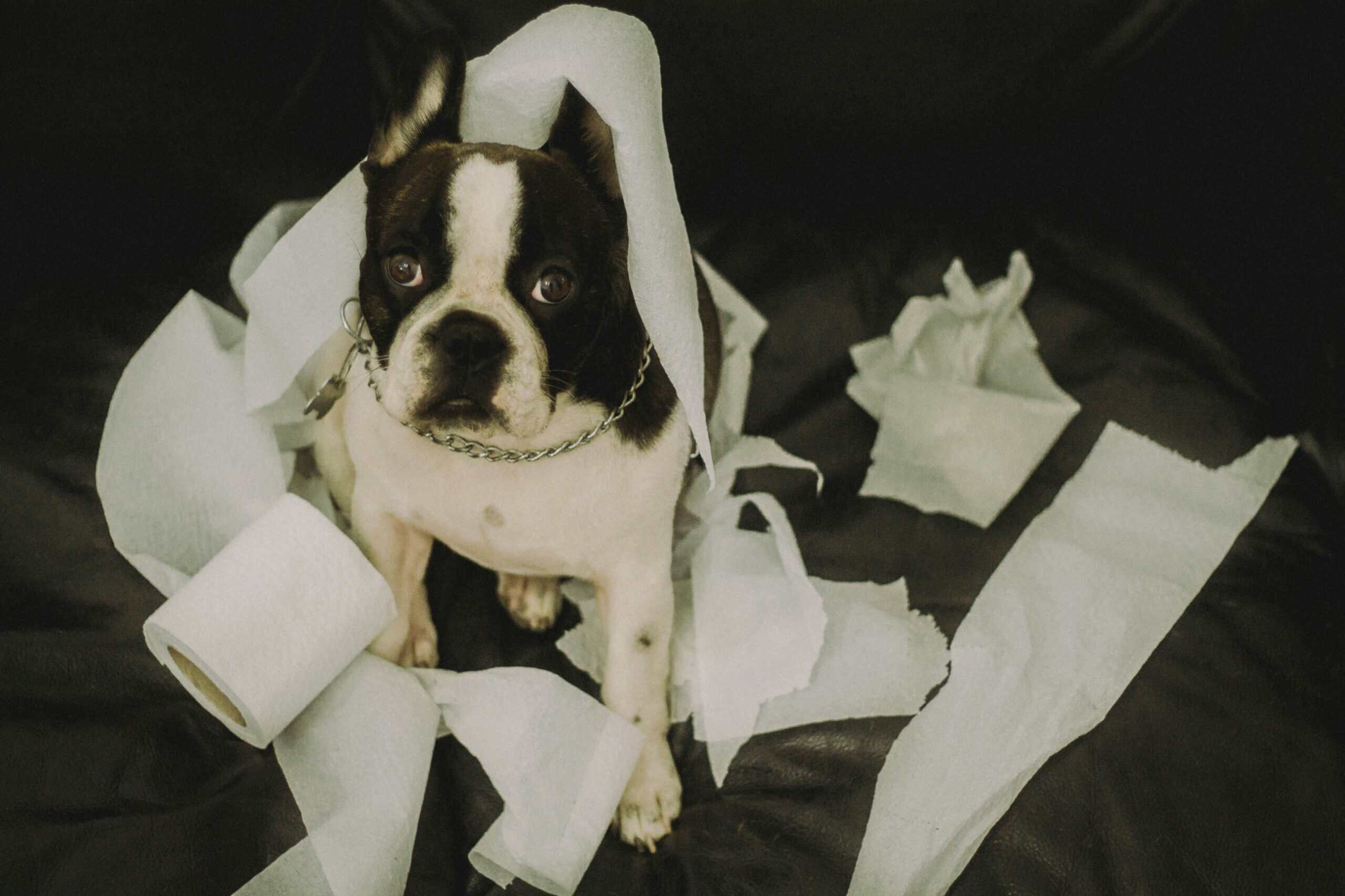 Accident-Free: Exactly How to Potty Train a Puppy Fast