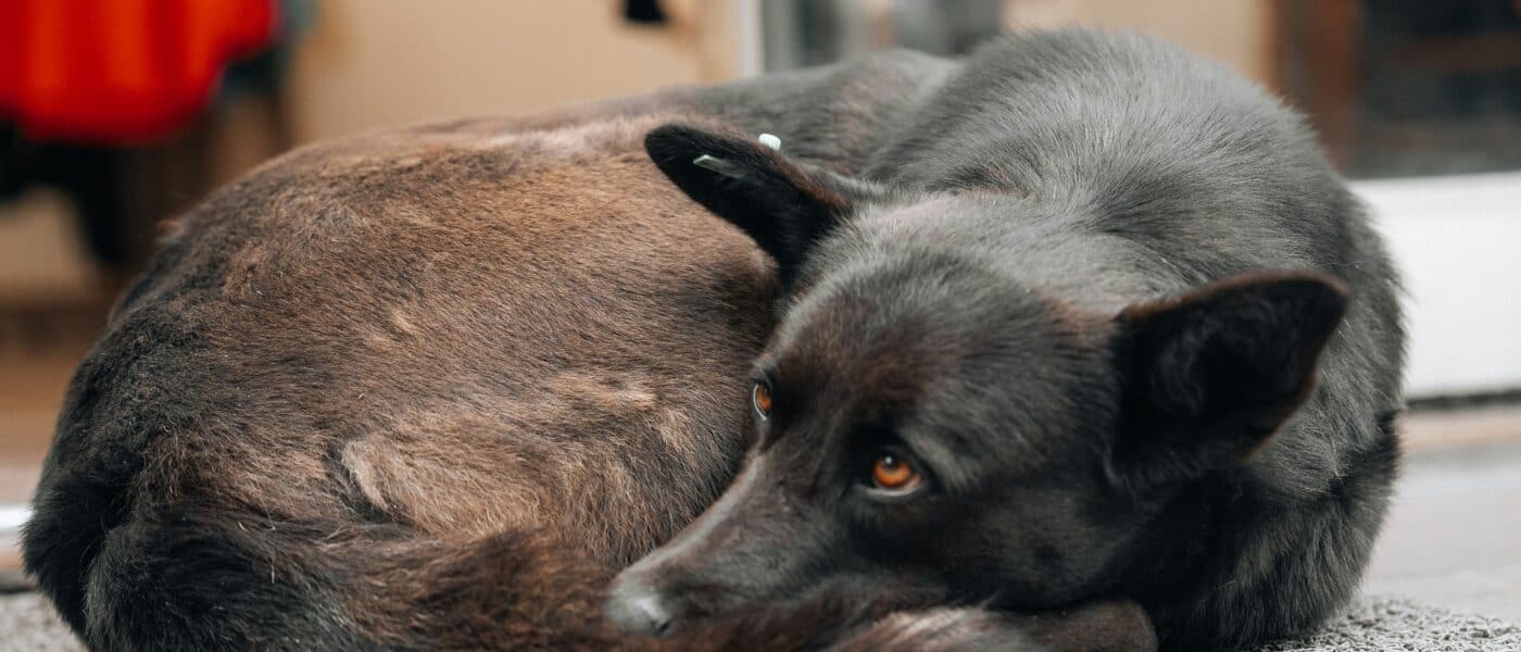 How to Reduce Dog Shedding with Science-Backed Grooming: Coat Biology