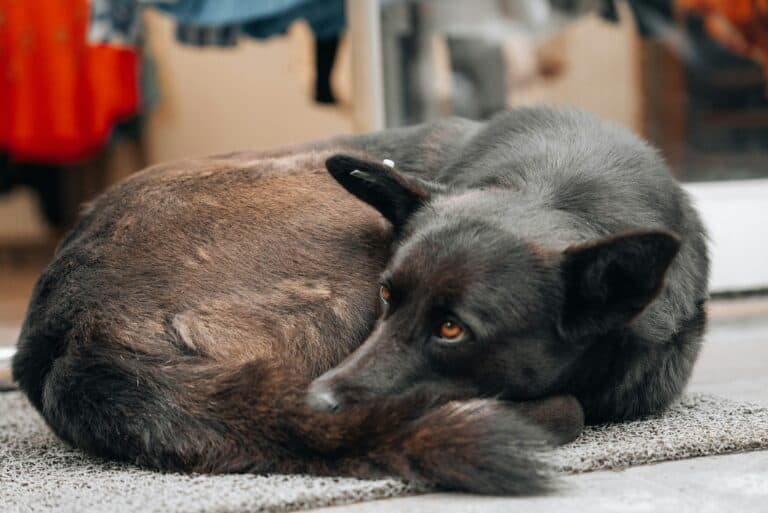 how to reduce dog shedding