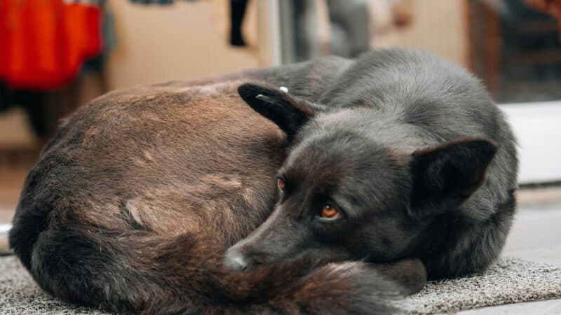 how to reduce dog shedding
