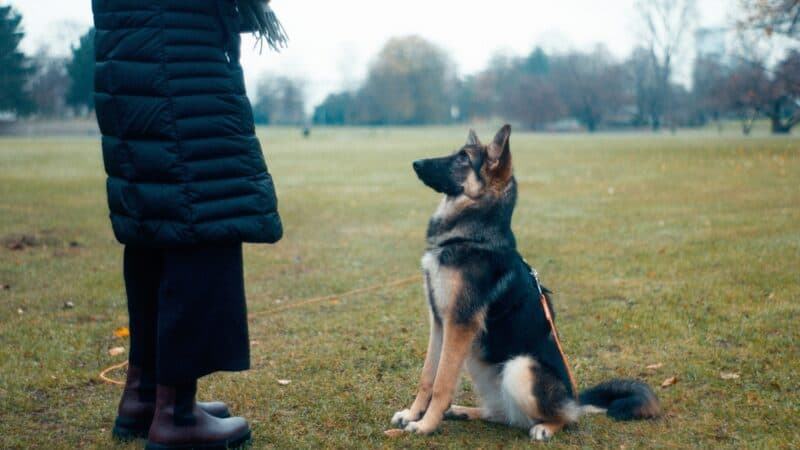 how to teach a dog to come when called