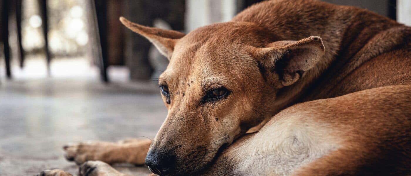 Silent Suffering: Exactly How to Tell If Your Dog Is in Pain