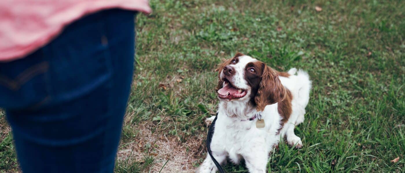 How to Train a Dog From Scratch