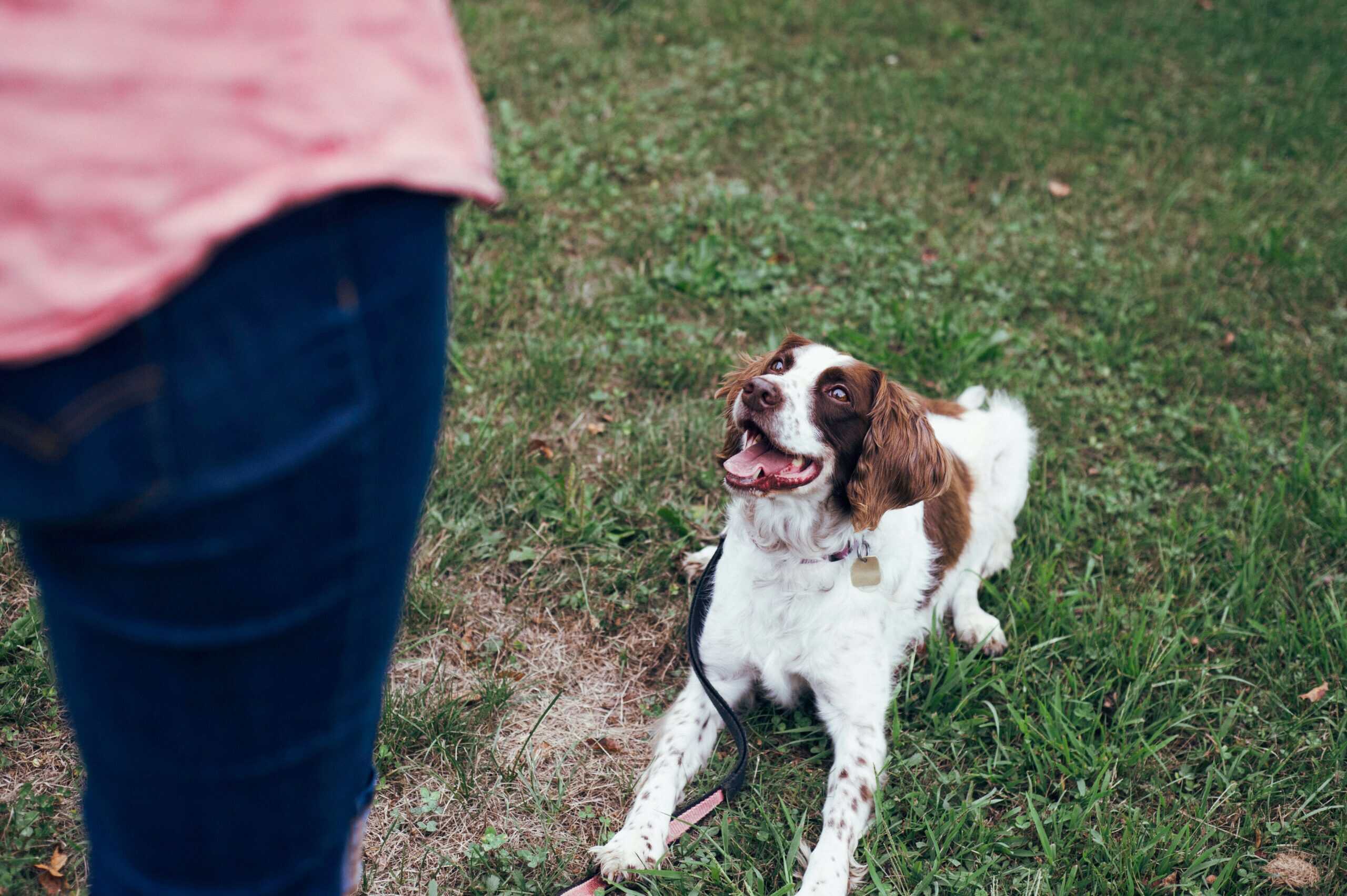 How to Train a Dog From Scratch