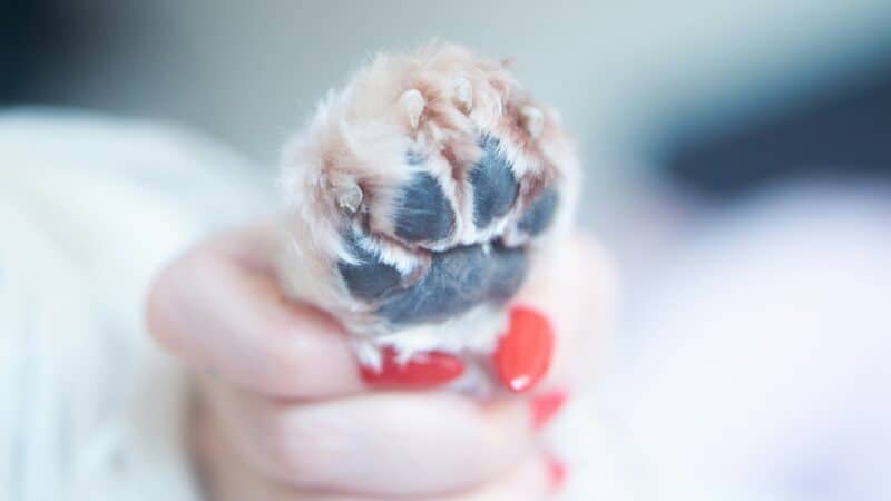 how to trim dog nails at home