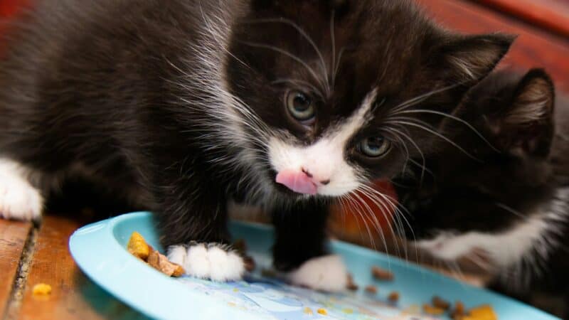 a kitten eating to help their growth and health