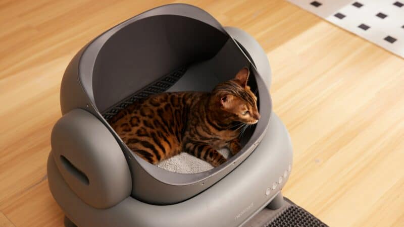 manual vs automatic litter box