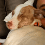 my dog and i calm