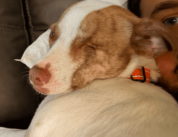 my dog and i calm