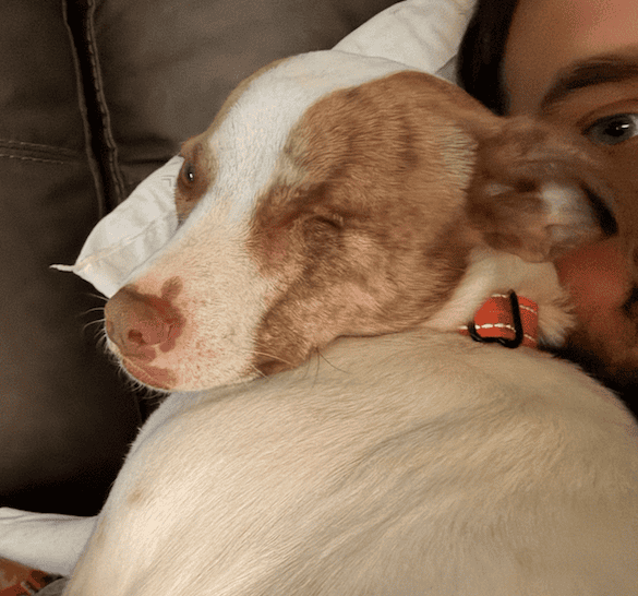 How to Help a Dog With PTSD: A Rescue Owner’s Calm Approach