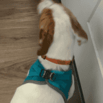 the back clip harness my dog uses