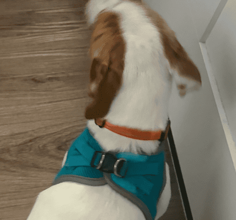 the back clip harness my dog uses