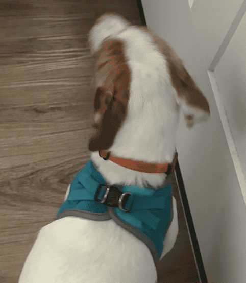 Front-Clip vs Back-Clip Dog Harness in 2026: Which to Use