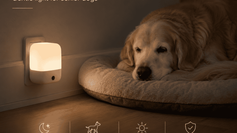 a night light to help a senior dog