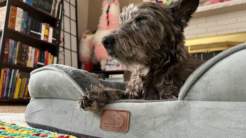 orthopedic vs standard dog bed