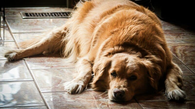 an overweight dog laying on the ground