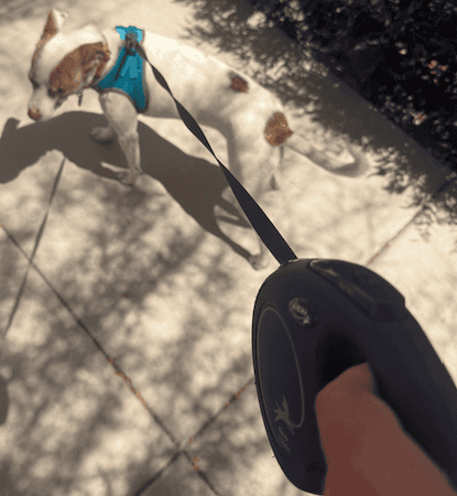 the retractable leash i use for my dog