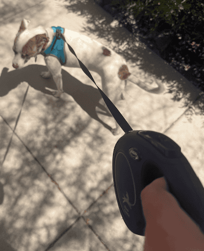 Retractable vs Standard Dog Leash: More Freedom or More Control?