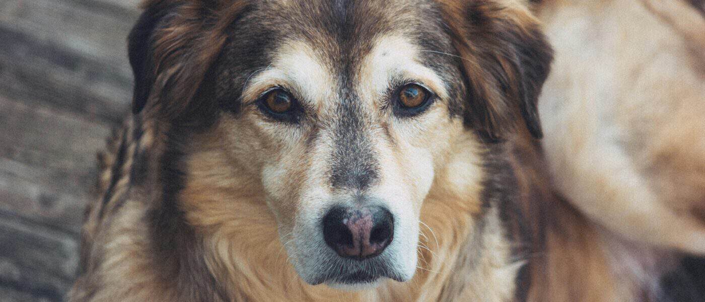 Best Omega-3 Supplements for Senior Dogs in 2026: Fish Oil Picks