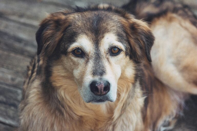 a senior dog laying down outside