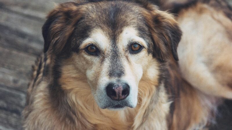 a senior dog laying down outside