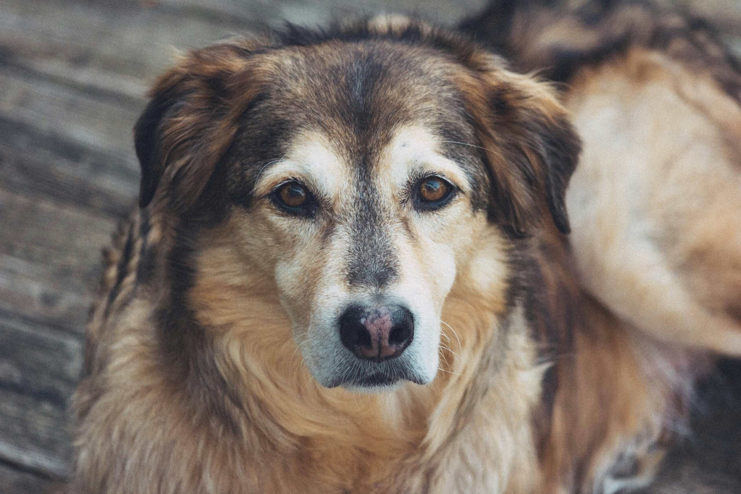 Best Omega-3 Supplements for Senior Dogs in 2026: Fish Oil Picks