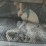 a dog traveling safely in a kennel
