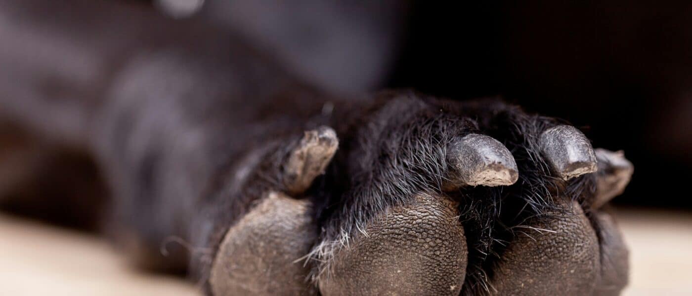 Dog Nail Clippers vs Grinder: Which Is Better