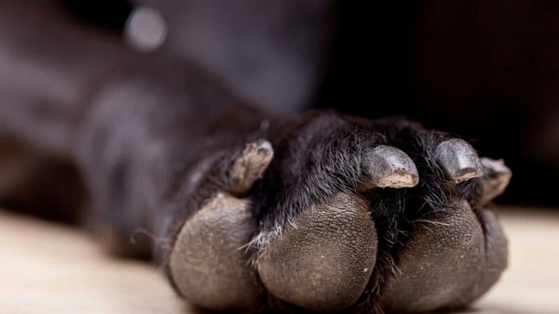 an upclose of dog nails for cutting