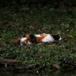 why cats bring dead animals