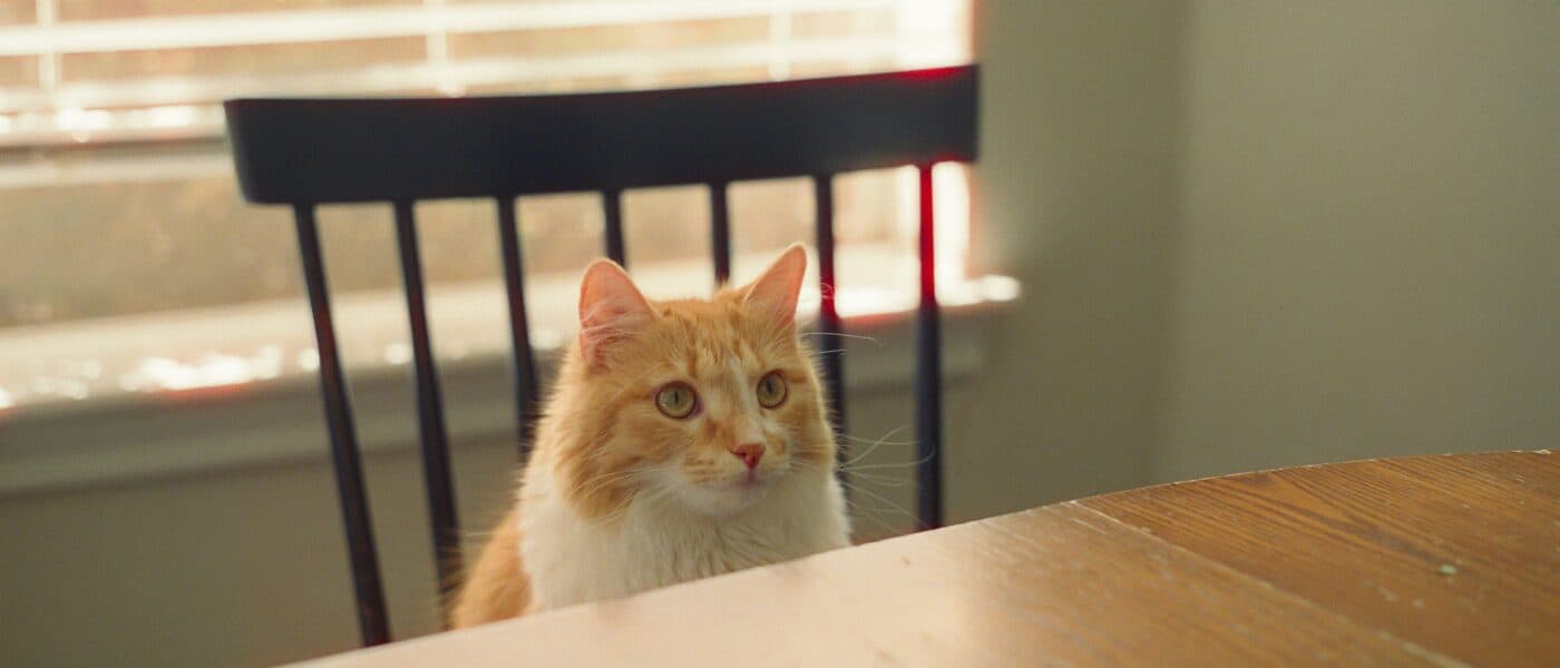 Why Cats Knock Things Off Tables and Counters