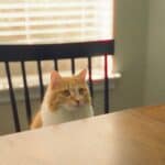 why cats knock things off tables
