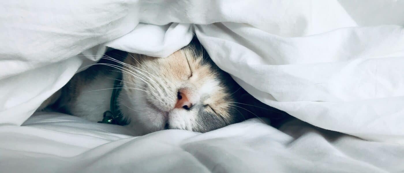 Feline Slumber: Exactly Why Cats Sleep So Much Explained
