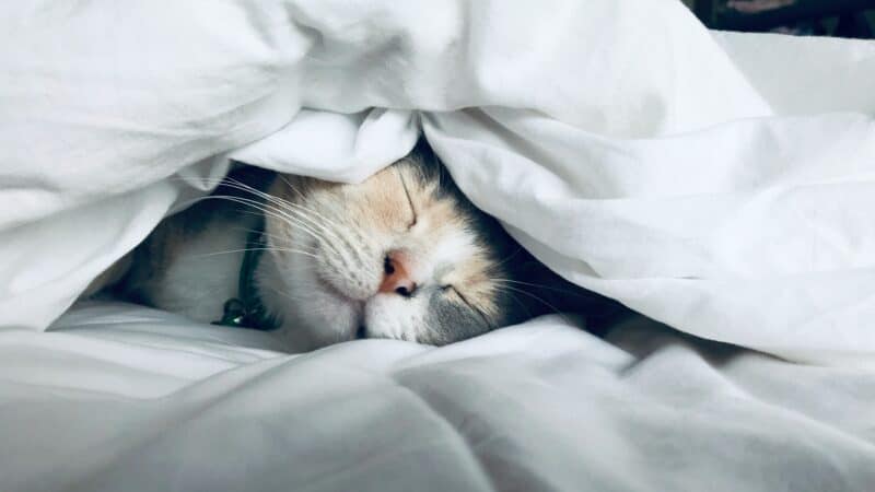 why cats sleep so much