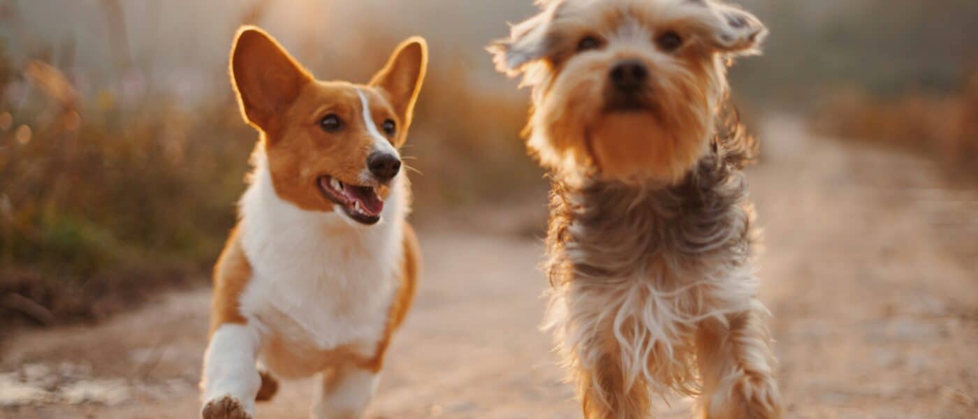 Why Do Dogs Get the Zoomies: Midnight Madness