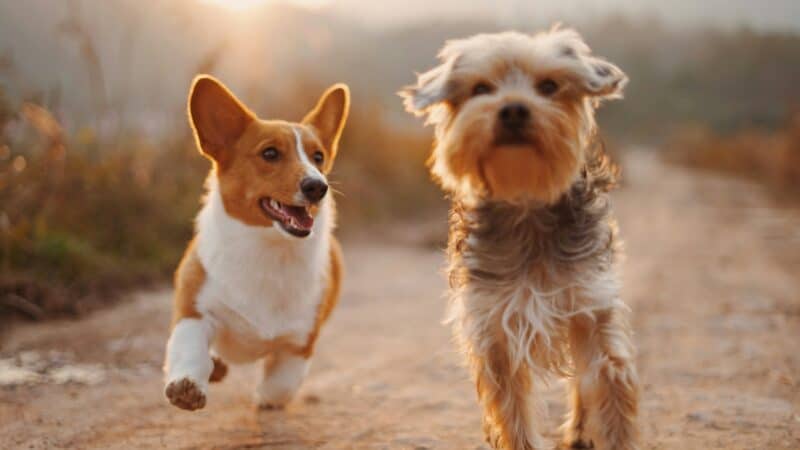 why do dogs get the zoomies